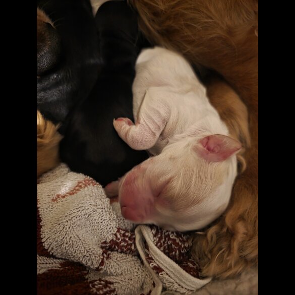 Cocker Spaniel (Working)