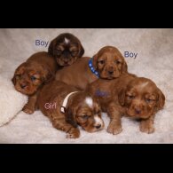 Cocker Spaniel (Show)