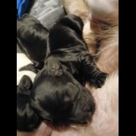 Cocker Spaniel (Working)