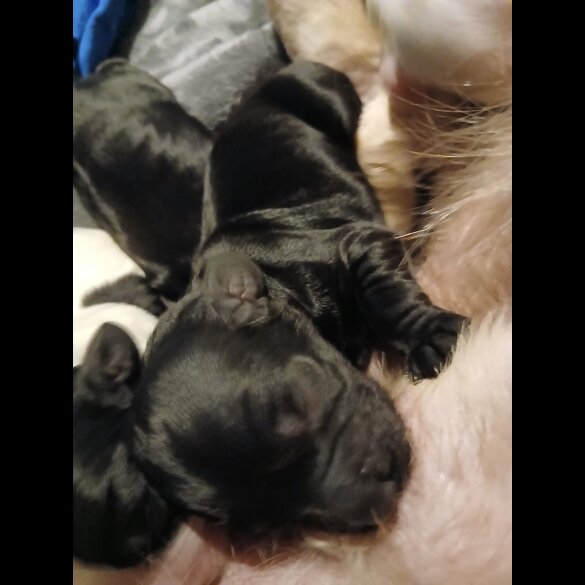 Cocker Spaniel (Working)