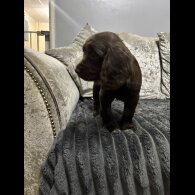 Cocker Spaniel (Working)