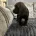 Cocker Spaniel (Working)