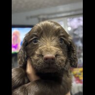 Cocker Spaniel (Working)