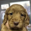 Cocker Spaniel (Working)