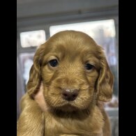 Cocker Spaniel (Working)
