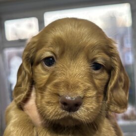 Cocker Spaniel (Working)
