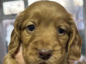 Cocker Spaniel (Working)