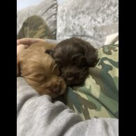 Cocker Spaniel (Working)