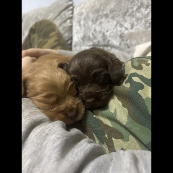 Cocker Spaniel (Working)