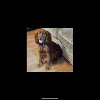 Cocker Spaniel (Working)