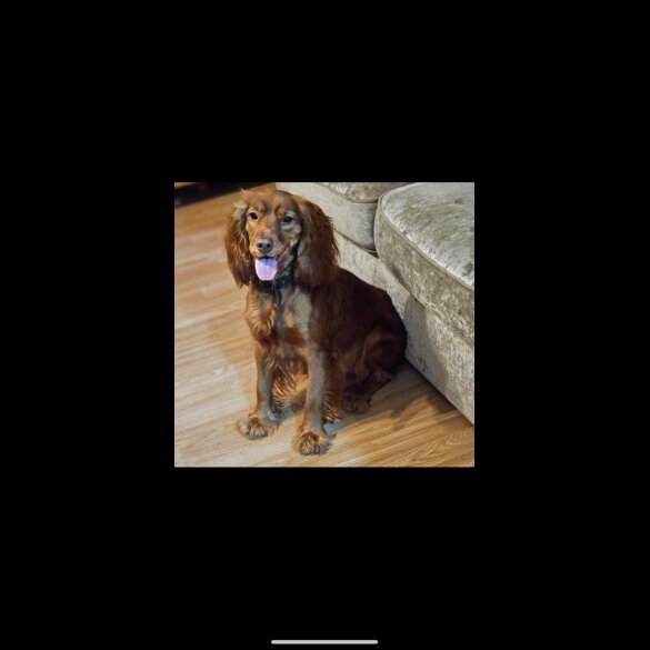 Cocker Spaniel (Working)