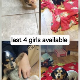 Cocker Spaniel (Show)