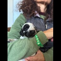 Cocker Spaniel (Show)