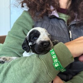 Cocker Spaniel (Show)