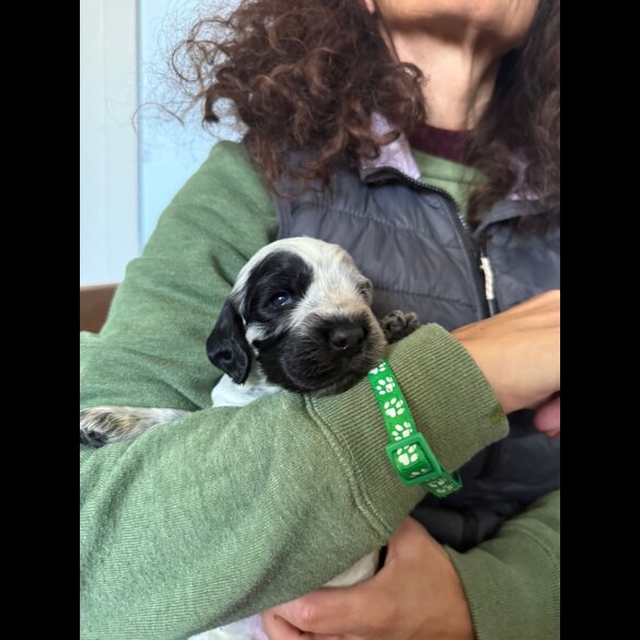 Cocker Spaniel (Show)
