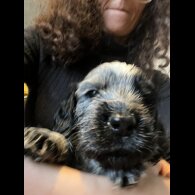 Cocker Spaniel (Show)