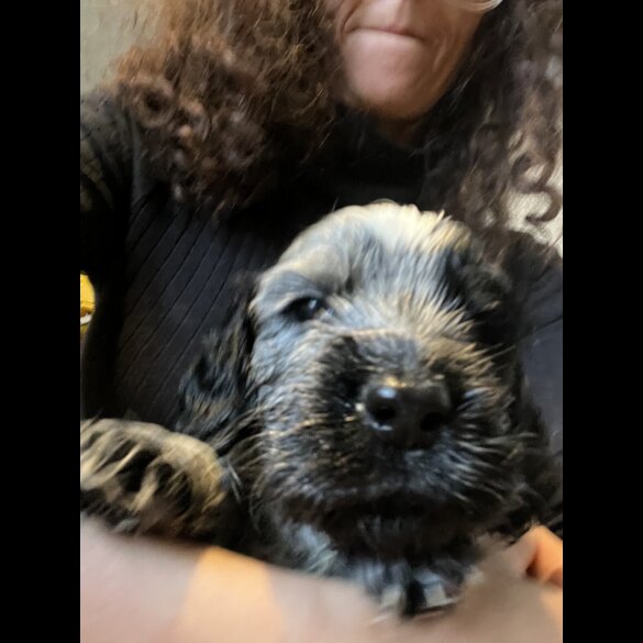 Cocker Spaniel (Show)