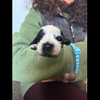 Cocker Spaniel (Show)