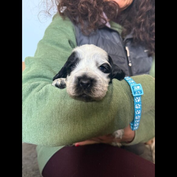 Cocker Spaniel (Show)