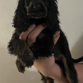 Cocker Spaniel (Show)