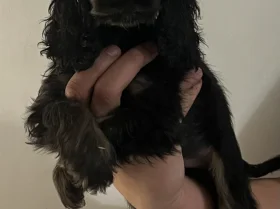 Cocker Spaniel (Show)