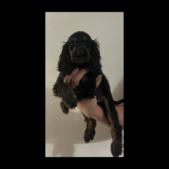 Cocker Spaniel (Show)