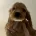 Cocker Spaniel (Show)