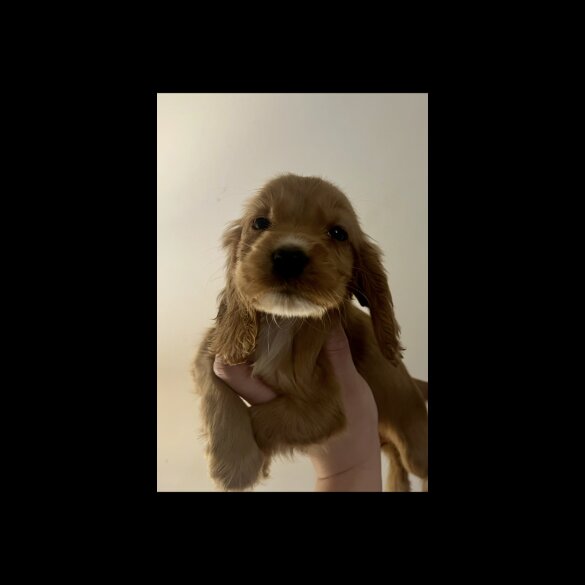 Cocker Spaniel (Show)