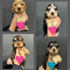 Cocker Spaniel (Show)