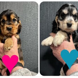 Cocker Spaniel (Show)