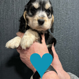 Cocker Spaniel (Show)