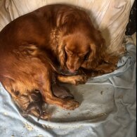 Cocker Spaniel (Working)