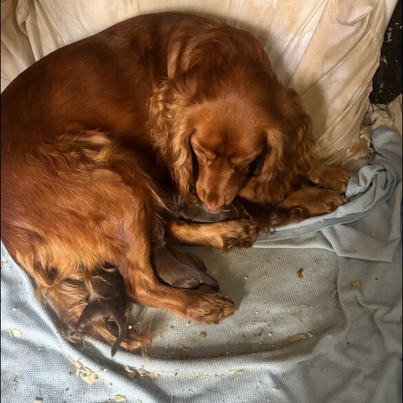 Cocker Spaniel (Working)