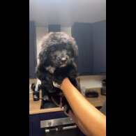 German Shepherd (Alsatian)