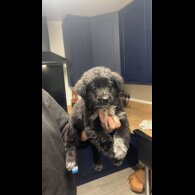 German Shepherd (Alsatian)