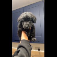 German Shepherd (Alsatian)