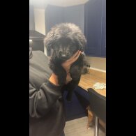 German Shepherd (Alsatian)