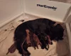 Cocker Spaniel (Working)