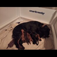 Cocker Spaniel (Working)