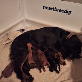 Cocker Spaniel (Working)