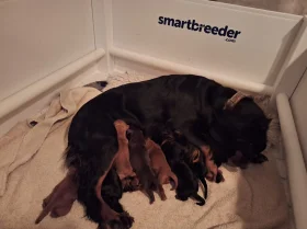 Cocker Spaniel (Working)