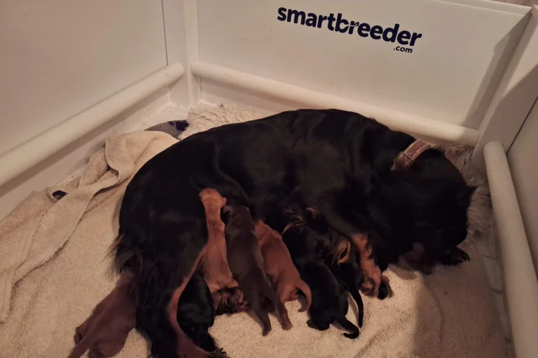 Cocker Spaniel (Working)