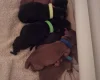 Cocker Spaniel (Working)