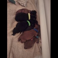 Cocker Spaniel (Working)