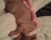 Cocker Spaniel (Working)