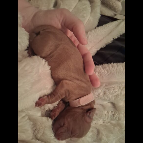 Cocker Spaniel (Working)