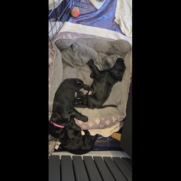 Cocker Spaniel (Working)