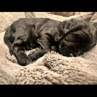 Cocker Spaniel (Working)