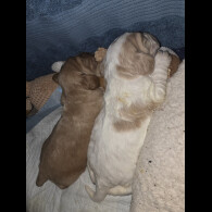 Cocker Spaniel (Working)