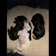 Cocker Spaniel (Working)